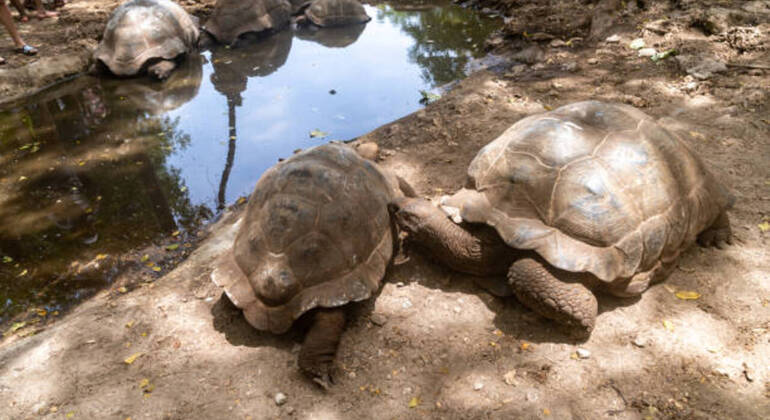 Prison Island & Stone Town Tour: Giant Tortoises, History & Culture Tanzania &mdash; #32