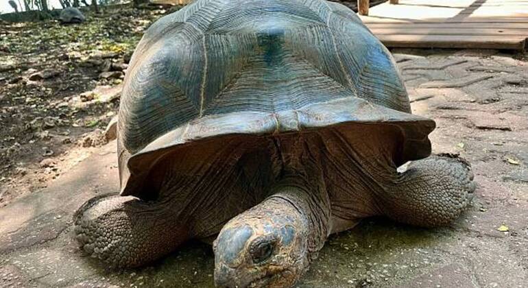 Prison Island & Stone Town Tour: Giant Tortoises, History & Culture Tanzania &mdash; #38