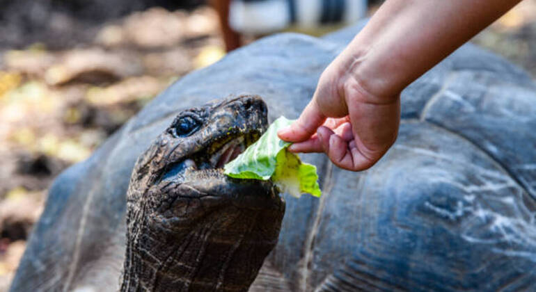 Prison Island & Stone Town Tour: Giant Tortoises, History & Culture Tanzania &mdash; #40