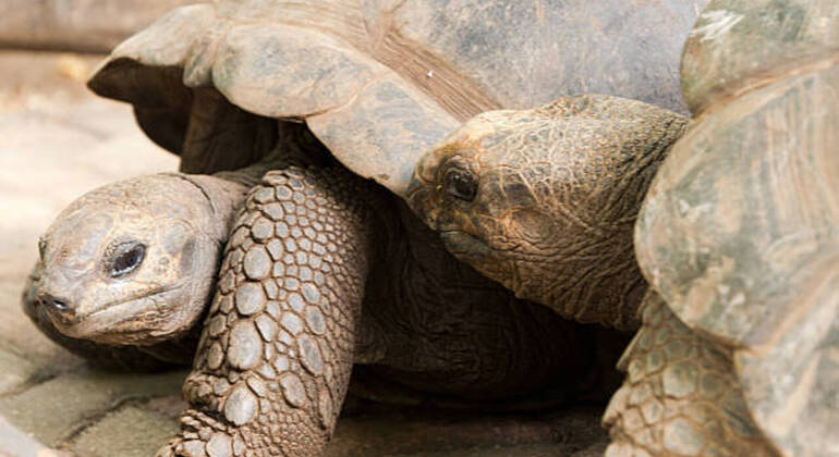 Prison Island & Stone Town Tour: Giant Tortoises, History & Culture Tanzania &mdash; #42