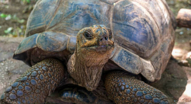 Prison Island & Stone Town Tour: Giant Tortoises, History & Culture Tanzania &mdash; #44