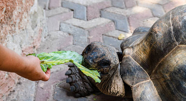 Prison Island & Stone Town Tour: Giant Tortoises, History & Culture Tanzania &mdash; #45