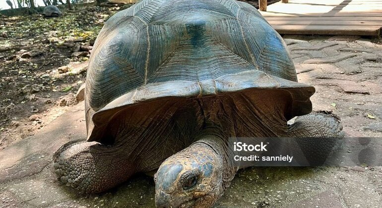 Prison Island & Stone Town Tour: Giant Tortoises, History & Culture Tanzania &mdash; #47
