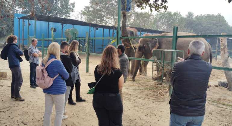 Ganztägige Tour in Agra: Elefantenschutz und Bärenrettung  Indien &mdash; #11