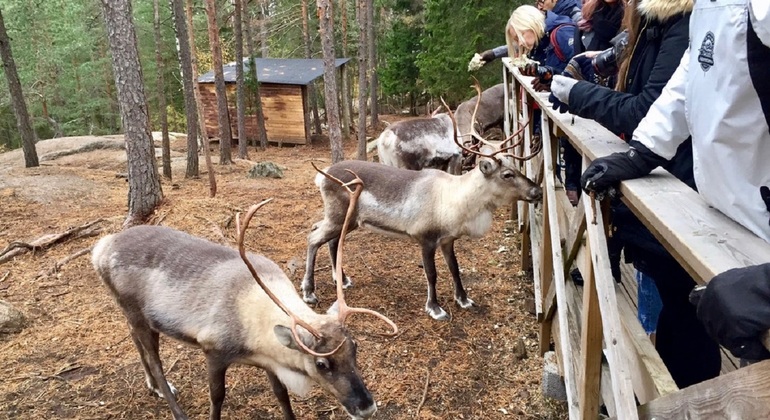 Nuuksio Reindeer Park Visting (Transportation + Entrance tickets)