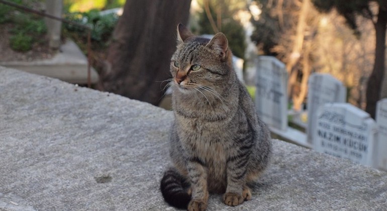 istanbul-heritage-walking-tour-es-8