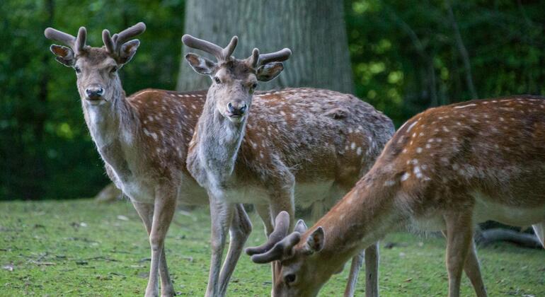 The Secret Nature of Aarhus: Forests, Deer, and the Coast Provided by The Secret Nature of Aarhus: Forests, Deer, and the Coast