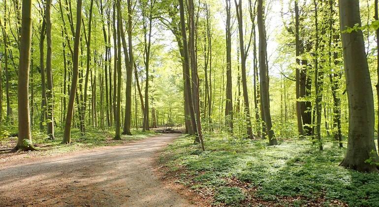 The Secret Nature of Aarhus: Forests, Deer, and the Coast Denmark &mdash; #2
