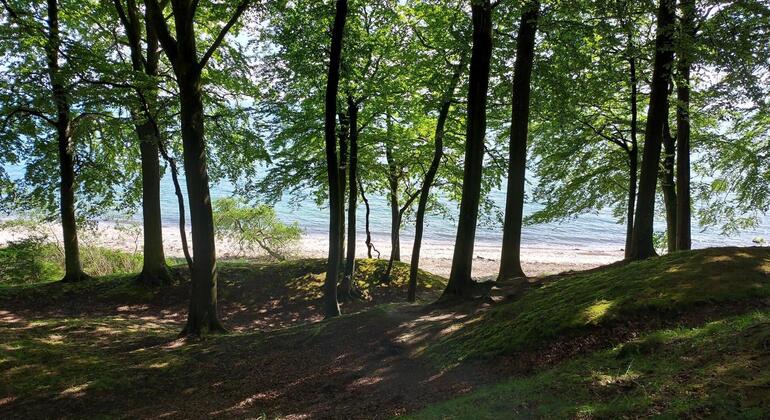 The Secret Nature of Aarhus: Forests, Deer, and the Coast Denmark &mdash; #3