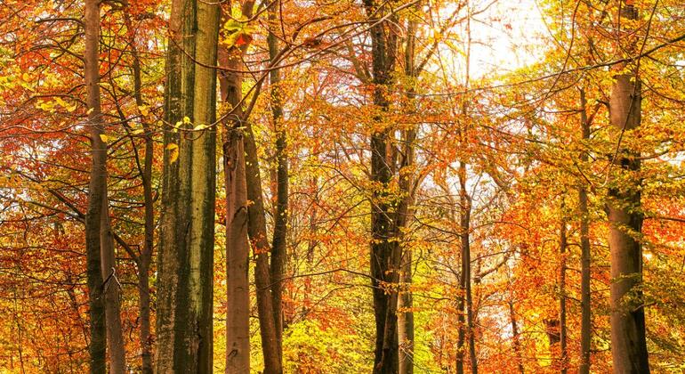 The Secret Nature of Aarhus: Forests, Deer, and the Coast Denmark &mdash; #8