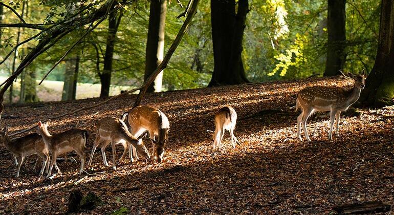 The Secret Nature of Aarhus: Forests, Deer, and the Coast Denmark &mdash; #9