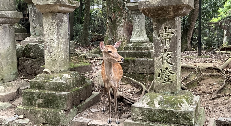 Lo más destacado de Nara: paseo con los ciervos y lugares declarados Patrimonio de la Humanidad Operado por Nara Highlights : Walk with Deer & World Heritage Sites