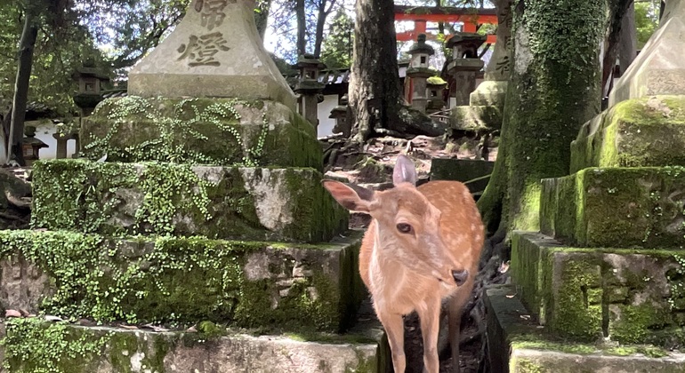Lo más destacado de Nara: paseo con los ciervos y lugares declarados Patrimonio de la Humanidad Japón &mdash; #16
