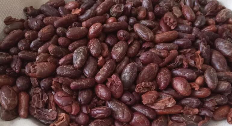 Tour gratuito alla scoperta del cioccolato e dell'artigianato locale Ecuador &mdash; #2