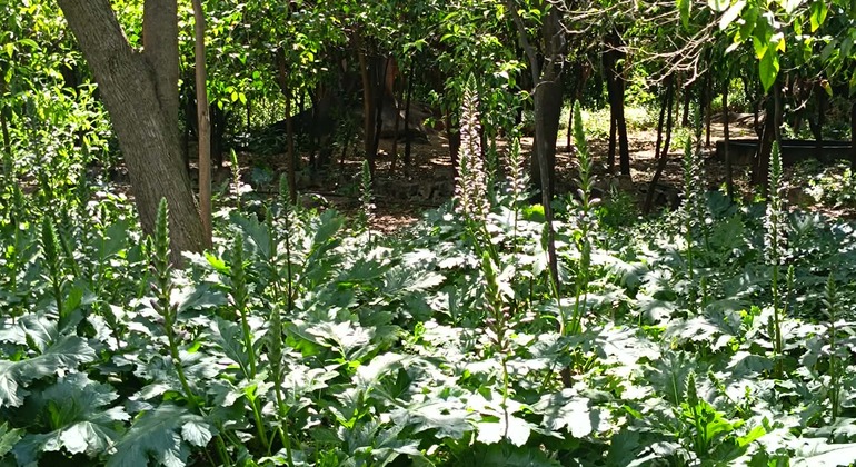 Free Tour – Discovering the National Garden of Athens Greece &mdash; #4