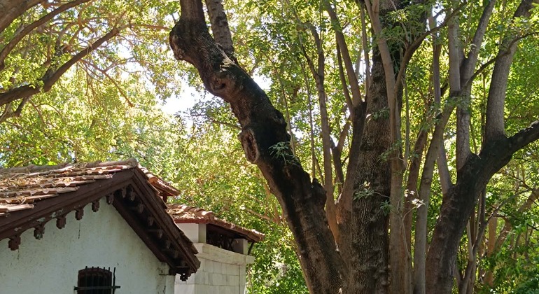 Free Tour – Discovering the National Garden of Athens Greece &mdash; #6