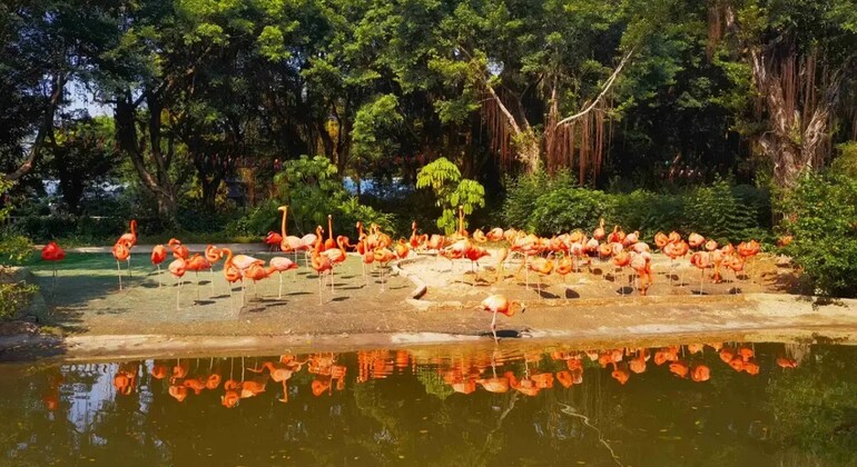 Guangzhou: Chimelong Birds Park Tour Provided by Guangzhou: Chimelong Birds Park Tour