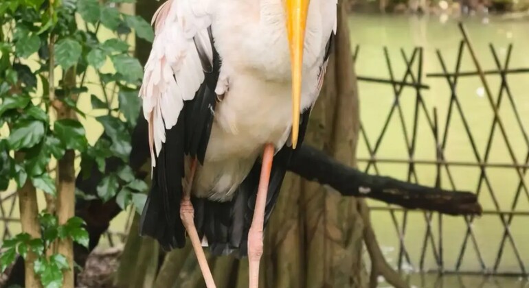 Guangzhou: Chimelong Birds Park Tour China &mdash; #3