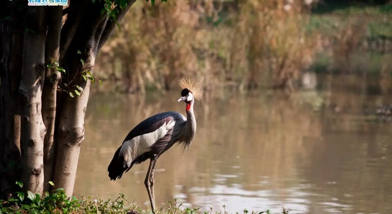 Guangzhou: Chimelong Birds Park Tour China &mdash; #4