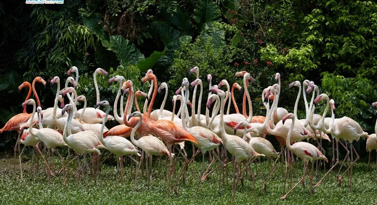 Guangzhou: Chimelong Birds Park Tour China &mdash; #5