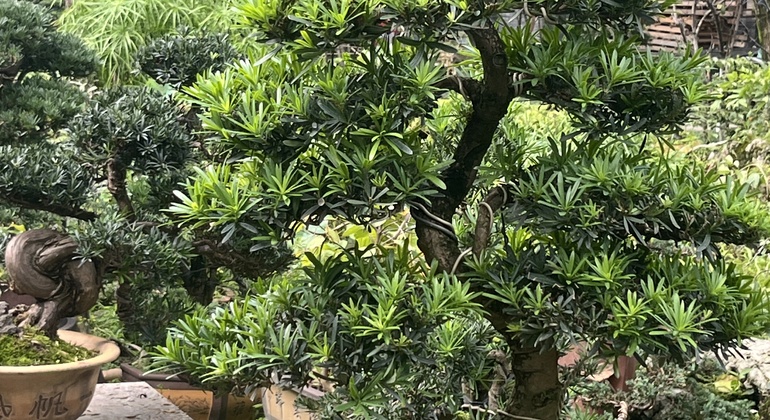 Chengdu Walking Tour: A Local's Guide to History & Slow Life China &mdash; #8