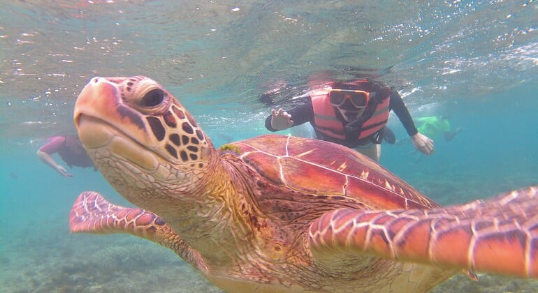 Excursión a la isla de Apo desde Dumaguete: buceo con tubo para observar tortugas marinas 