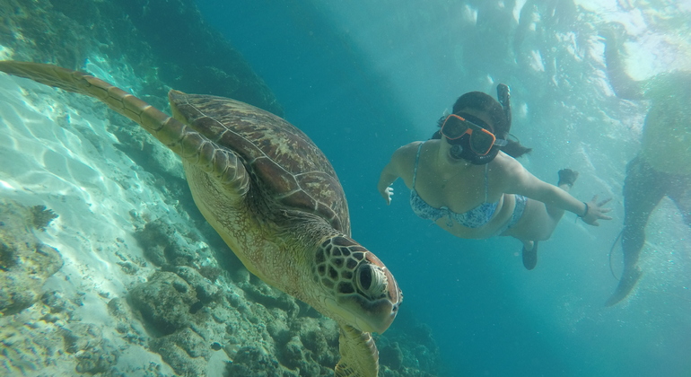 Dumaguete Apo Island Tour: Sea Turtle Snorkeling  Philippines &mdash; #2