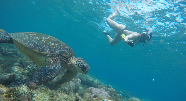 Dumaguete Apo Island Tour: Sea Turtle Snorkeling  Philippines &mdash; #3