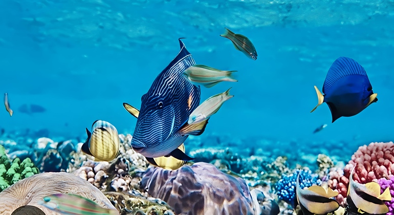 Safari Blue Adventure: excursión de día completo con almuerzo incluido Tanzania &mdash; #10