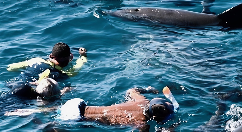 Excursión para ver delfines en Mnemba, Zanzíbar Tanzania &mdash; #3