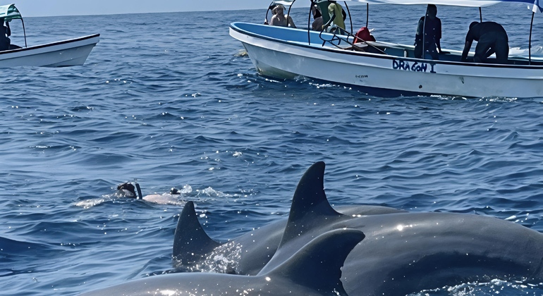 Excursión para ver delfines en Mnemba, Zanzíbar Tanzania &mdash; #4