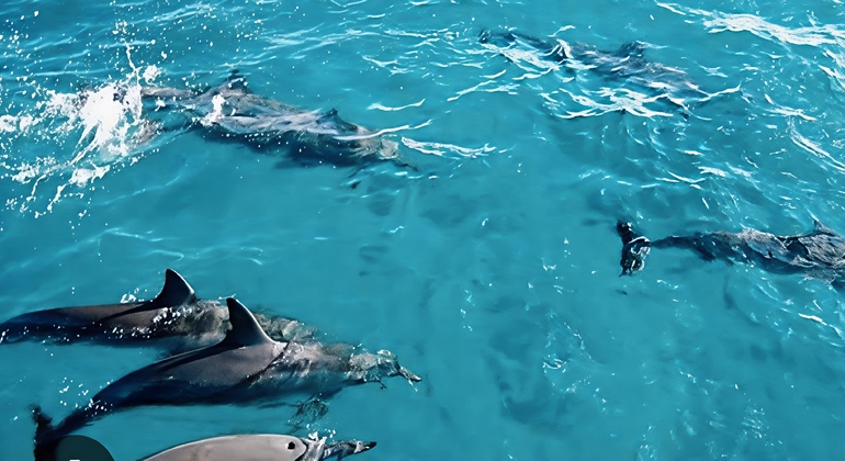 Excursión para ver delfines en Mnemba, Zanzíbar Tanzania &mdash; #5