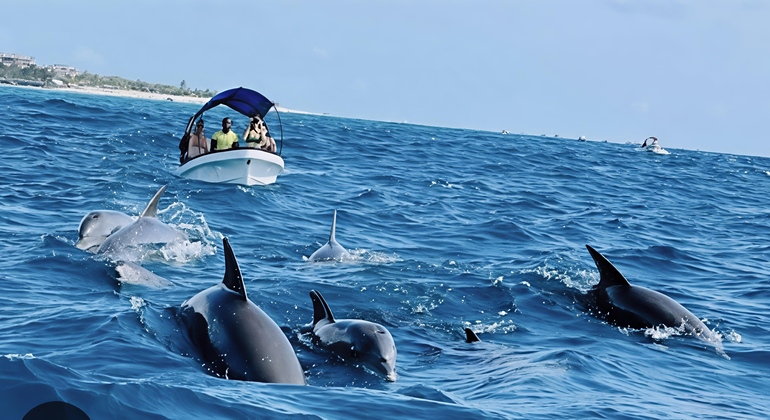 Excursión para ver delfines en Mnemba, Zanzíbar Tanzania &mdash; #7