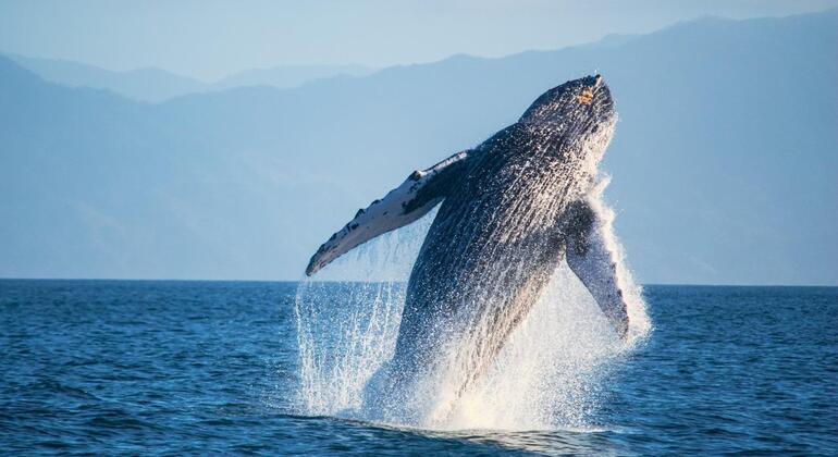 signature-city-tour-the-private-experience-in-puerto-vallarta-en-42