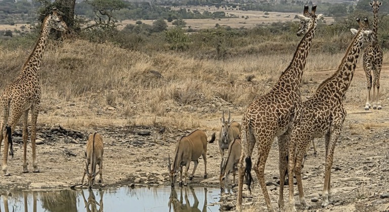 Excursión de un día al Parque Nacional de Nairobi