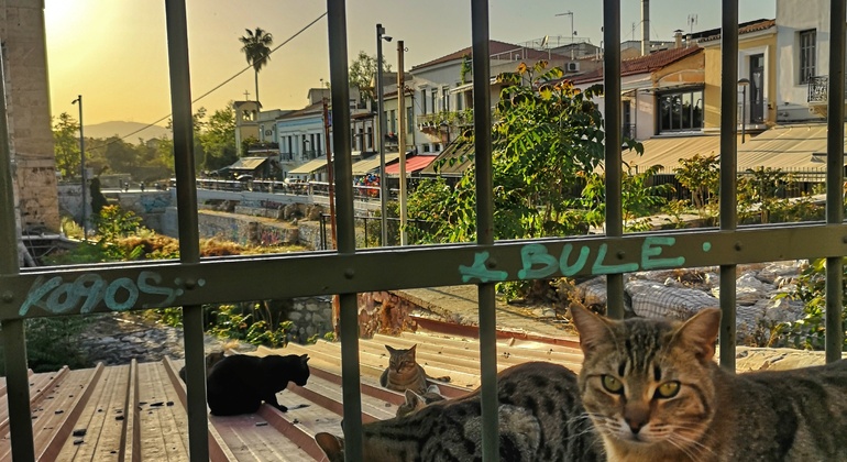 Visite gratuite de la belle et secrète Athènes Grèce — #14