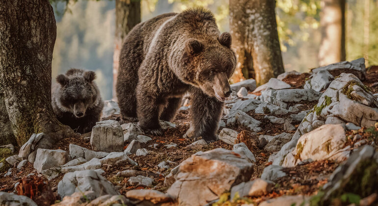Experiência de observação de ursos na Eslovénia Organizado por Bear Watching Slovenia