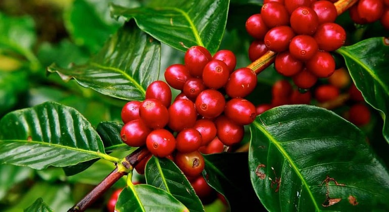 L'esperienza del caffè: Tradizione ed essenza Colombia — #3