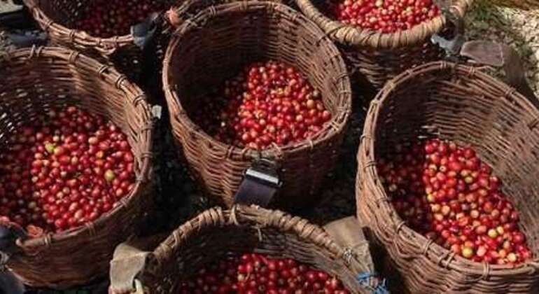 L'esperienza del caffè: Tradizione ed essenza Colombia — #9