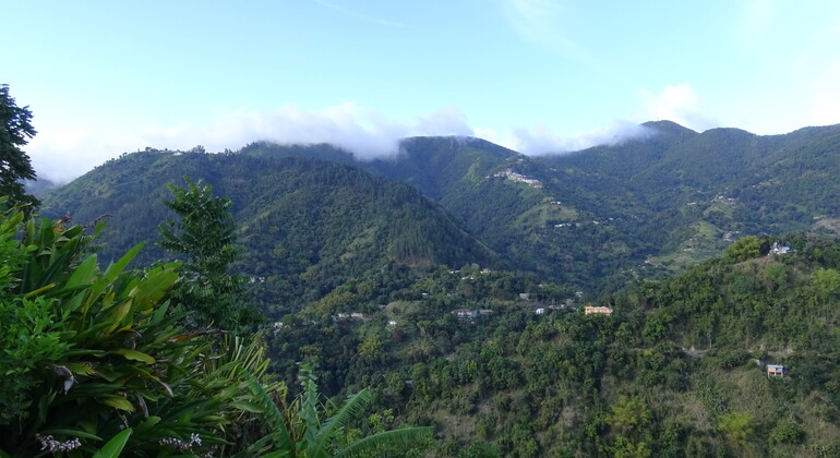 Blauer Berg Kaffee Tour, Jamaica