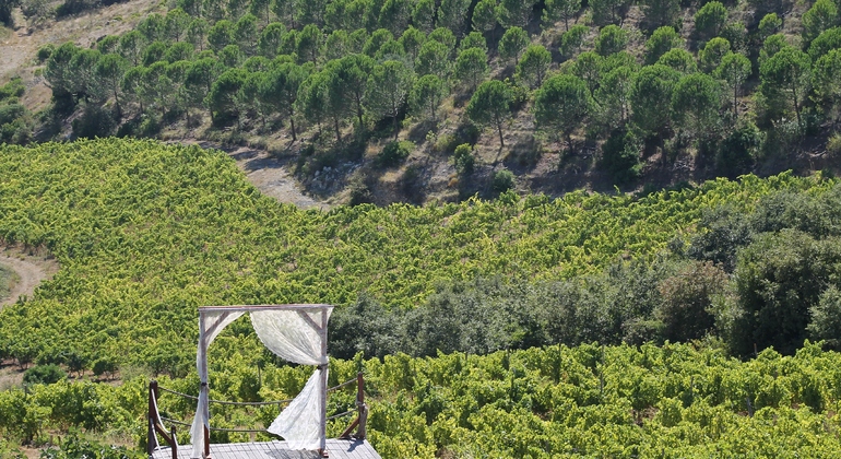 Tour Privado de Provas de Vinhos da Região de Lisboa