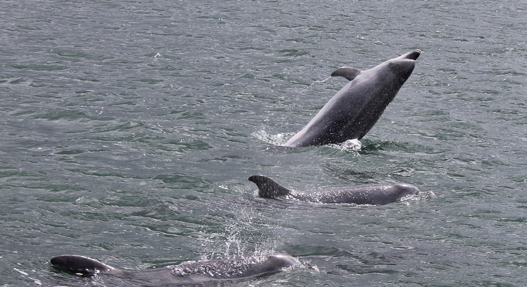 dolphin-watching-day-tour-from-lisbon-es-1