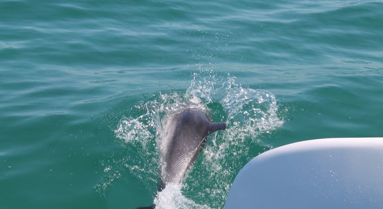 dolphin-watching-day-tour-from-lisbon-es-6