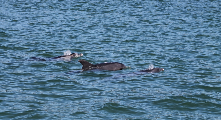 dolphin-watching-day-tour-from-lisbon-es-7