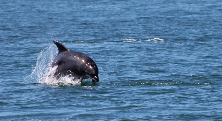 dolphin-watching-day-tour-from-lisbon-es-8