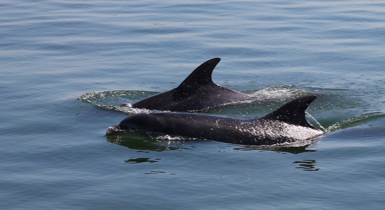 dolphin-watching-day-tour-from-lisbon-es-10