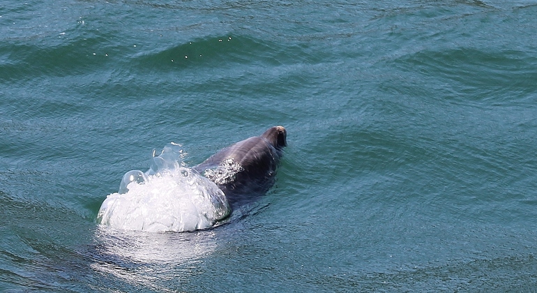 dolphin-watching-day-tour-from-lisbon-es-13