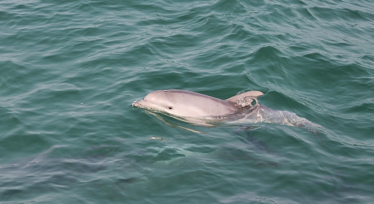 dolphin-watching-day-tour-from-lisbon-es-14