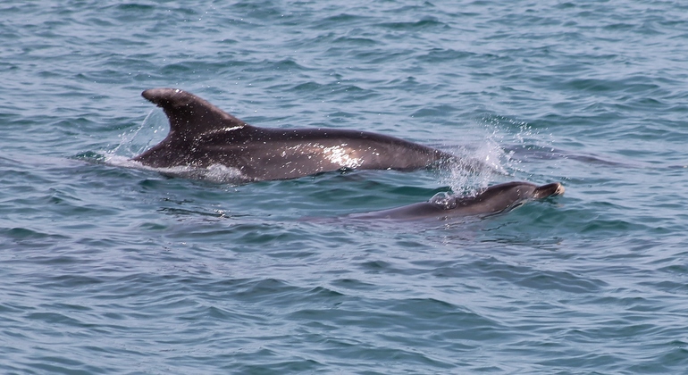 dolphin-watching-day-tour-from-lisbon-es-15