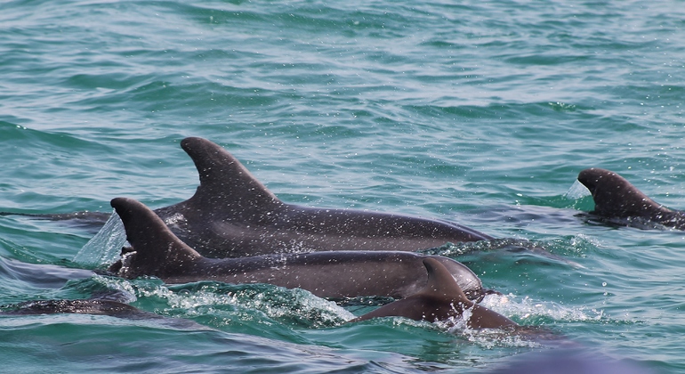 dolphin-watching-day-tour-from-lisbon-es-16